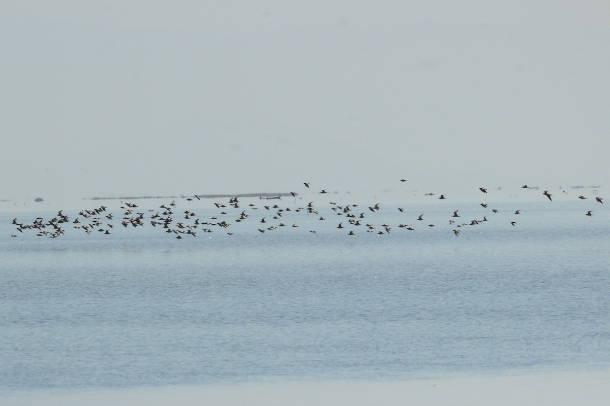 紅腹濱鷸 - ML645586315