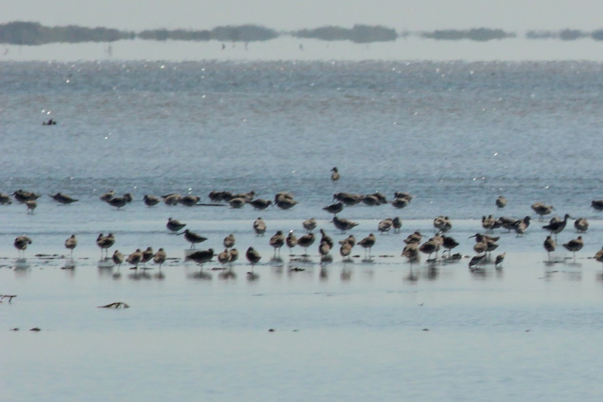 Red Knot - ML645586317