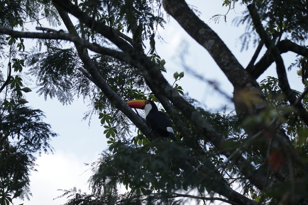 Toco Toucan - ML645586323