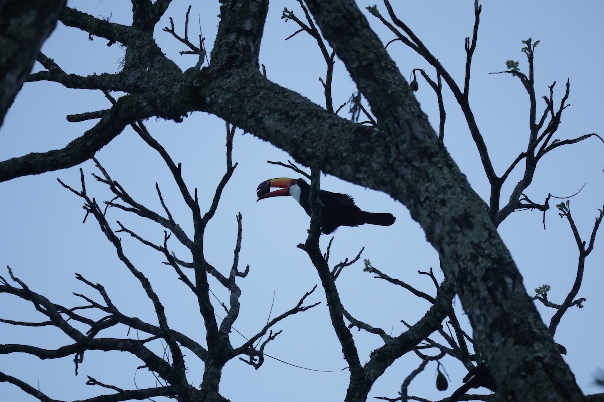 Toco Toucan - ML645586324