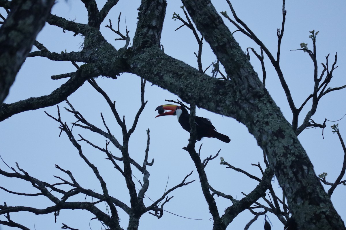 Toco Toucan - ML645586325