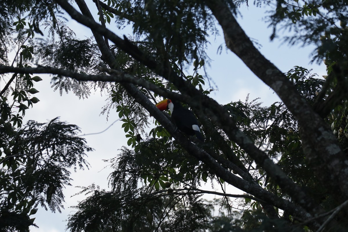 Toco Toucan - ML645586326