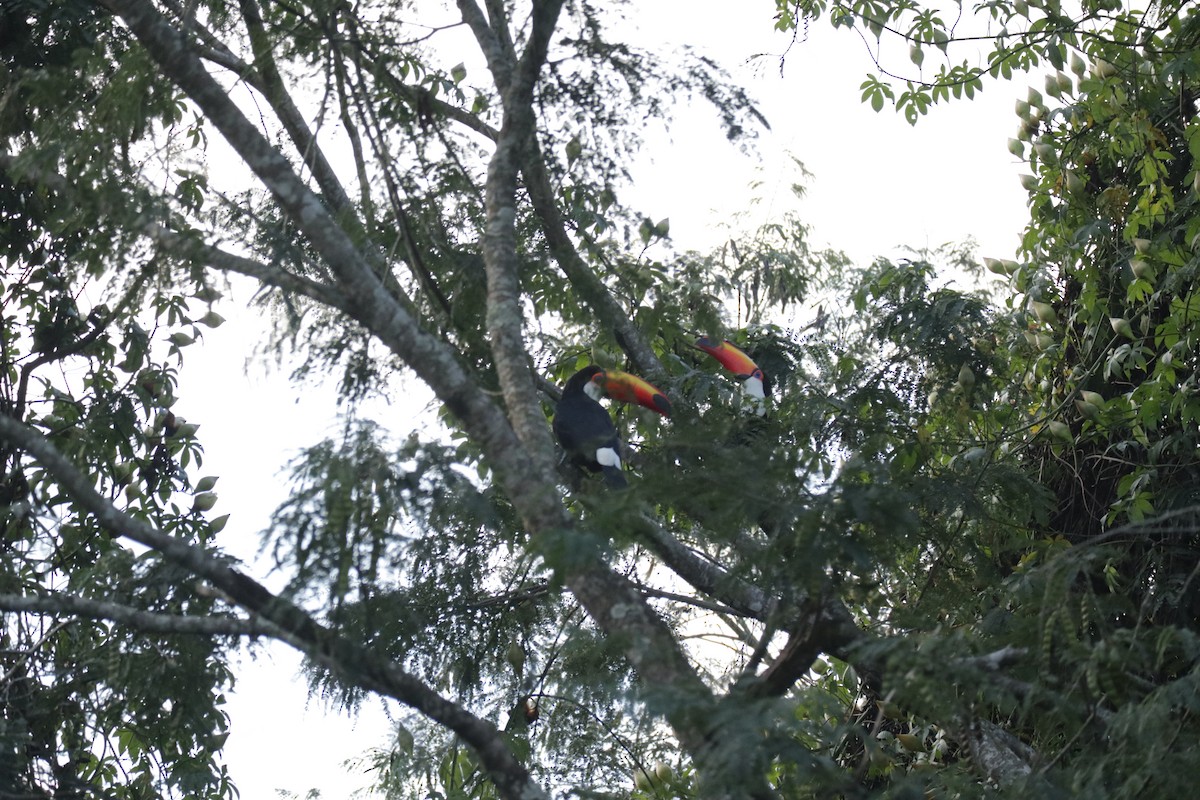 Toco Toucan - ML645586327