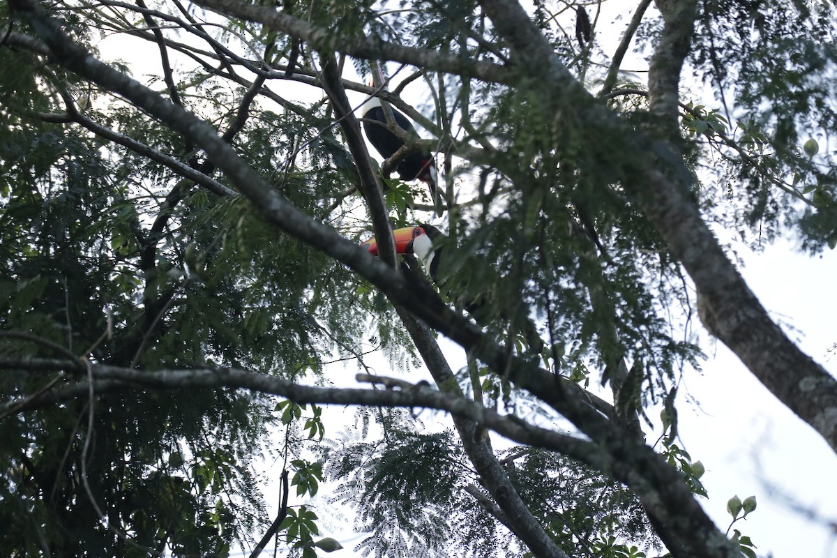 Toco Toucan - ML645586328