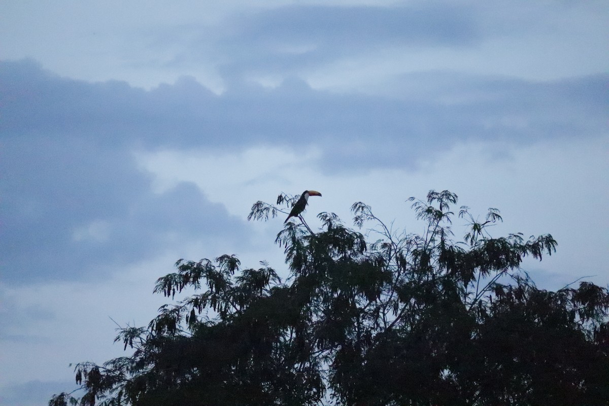 Toco Toucan - ML645586329