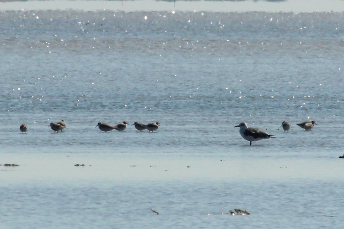Red Knot - ML645586331