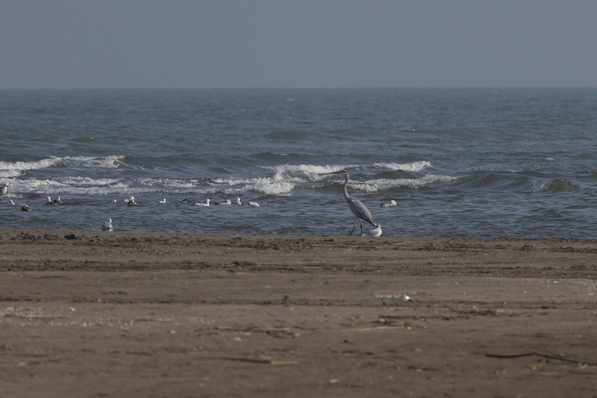 Slender-billed Gull - ML645586338