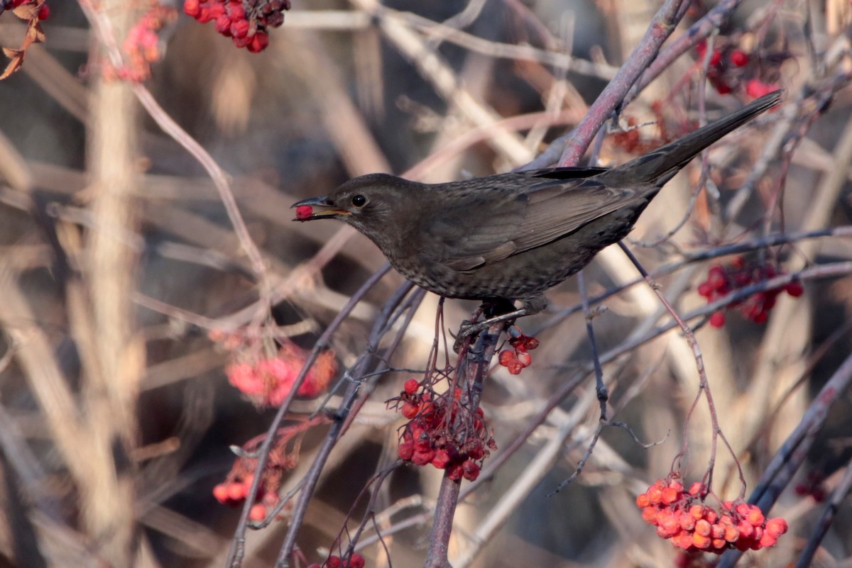 Eurasian Blackbird - ML645586339