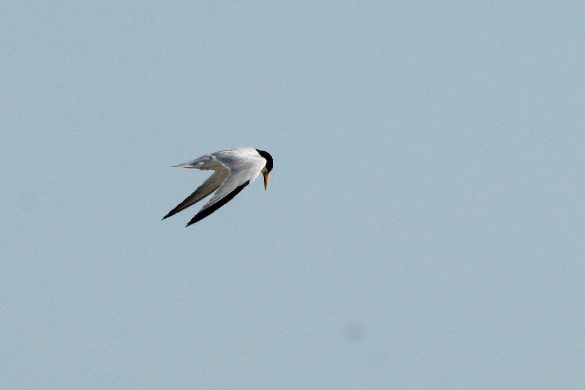 Yellow-billed Tern - ML645586340