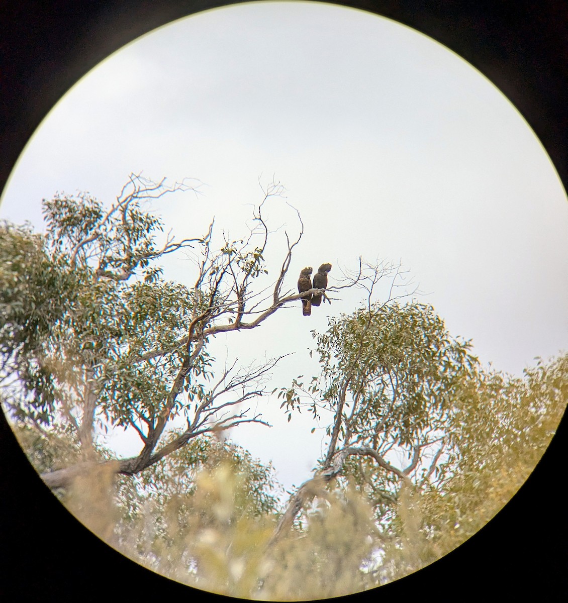 Red-tailed Black-Cockatoo - ML645586347