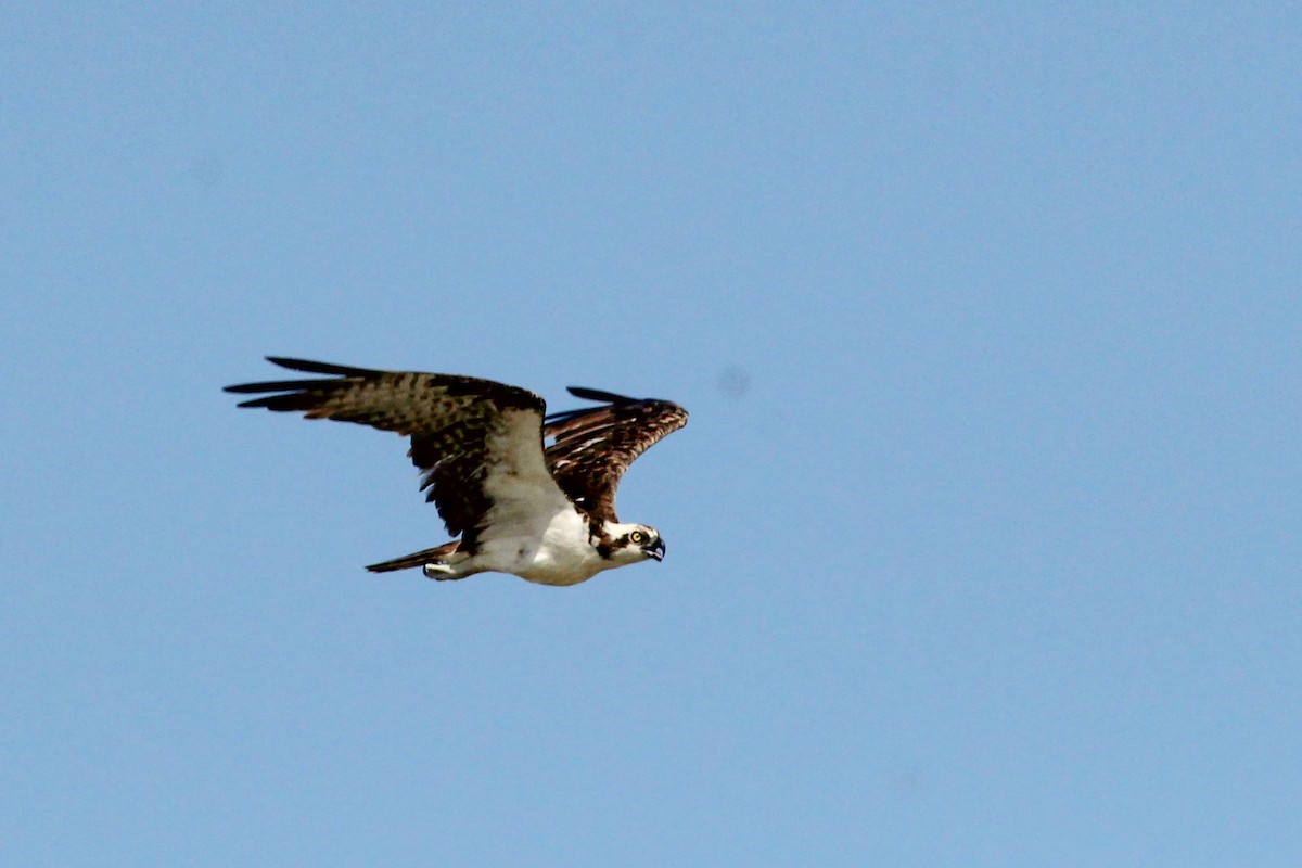 Osprey - ML645586355