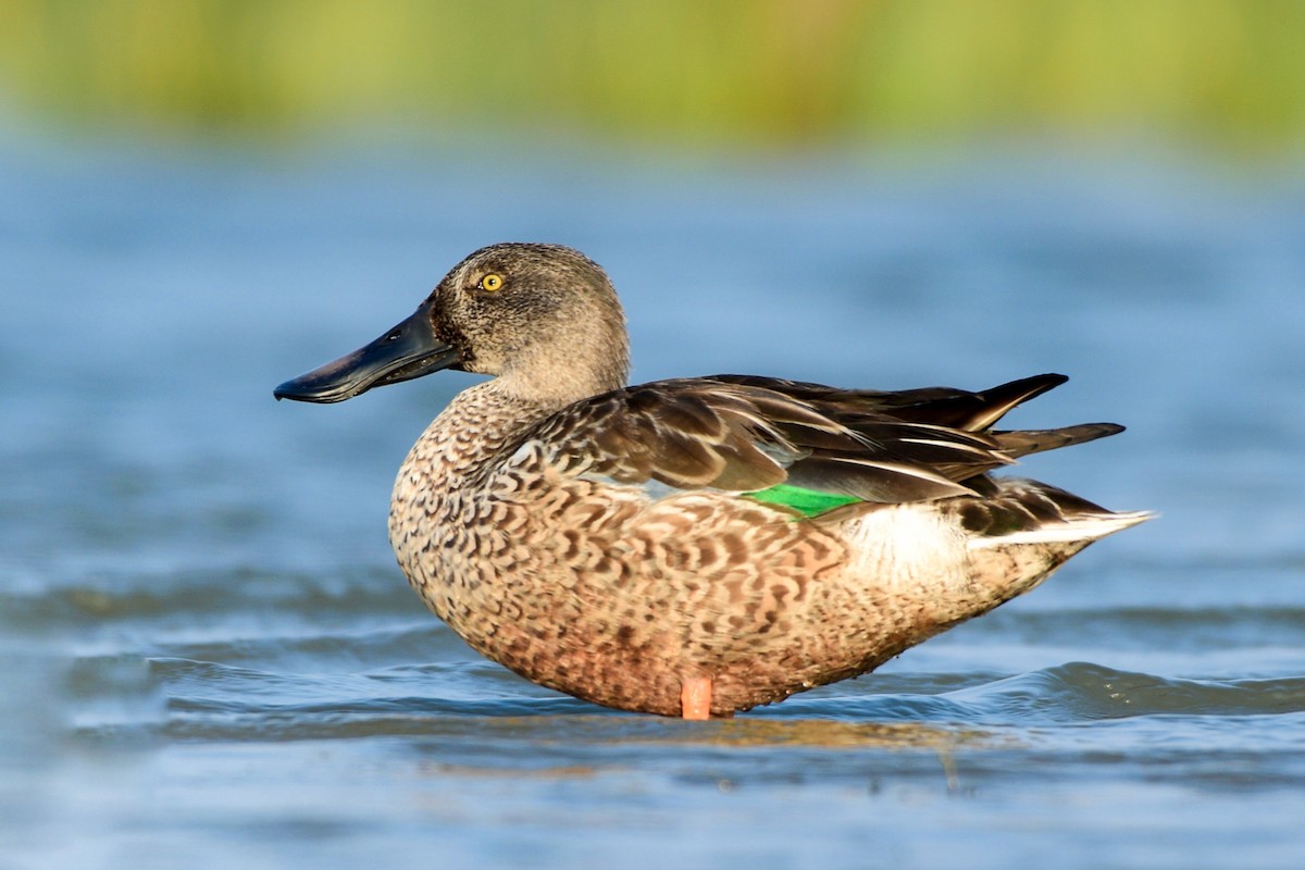 Northern Shoveler - ML645586357