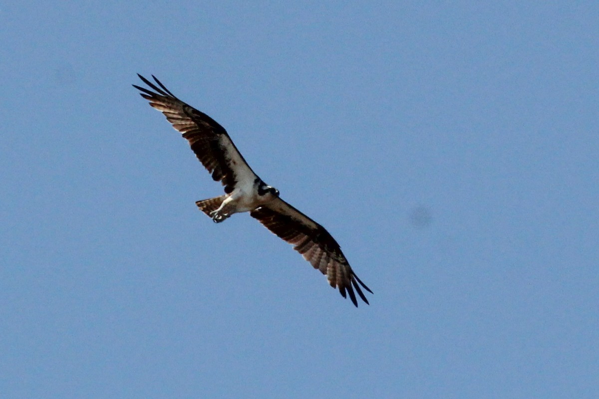 Osprey - ML645586359