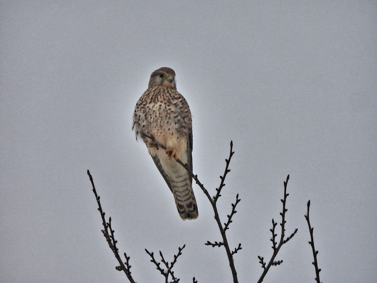 Eurasian Kestrel - ML645586365