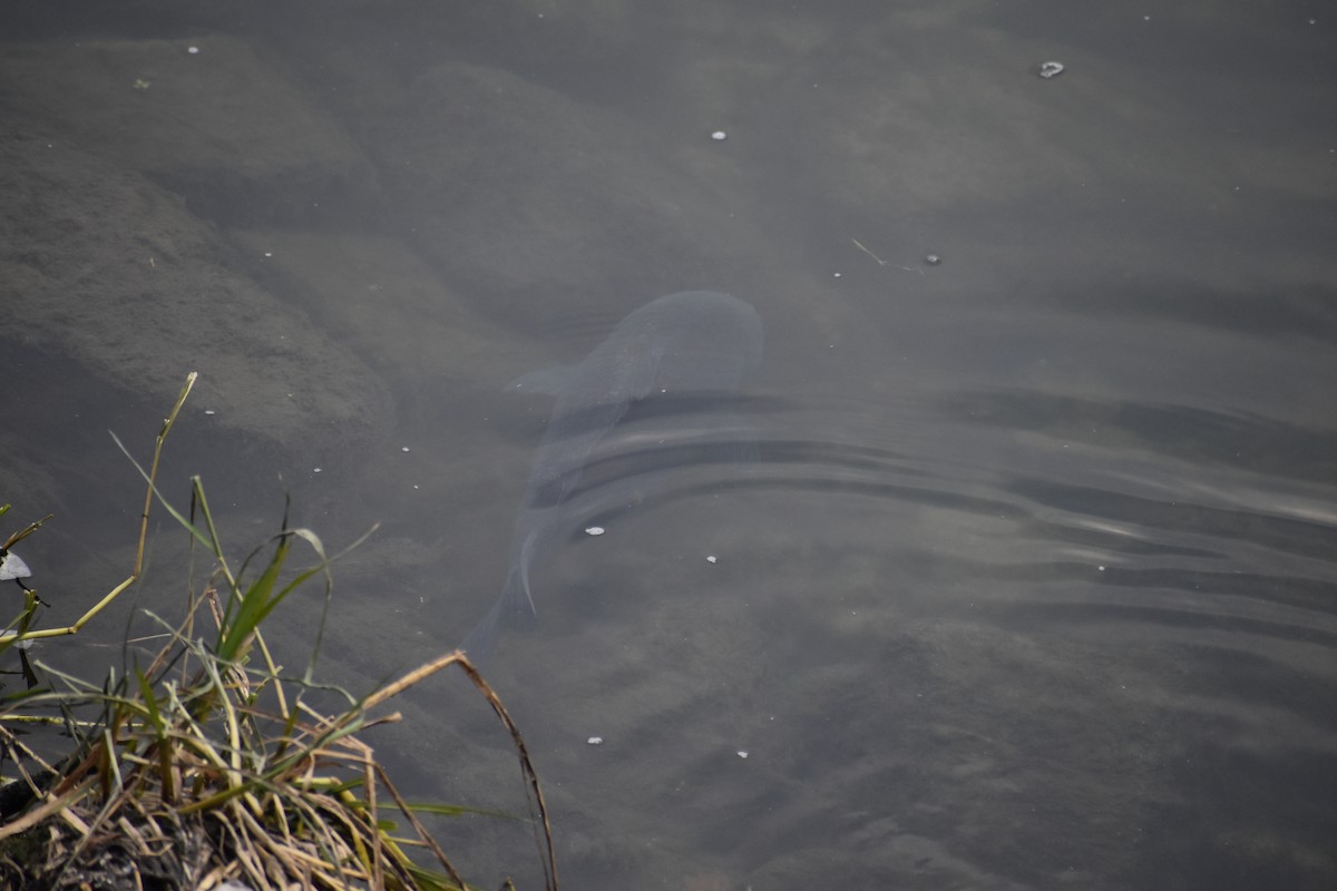 Animals - ML645586374