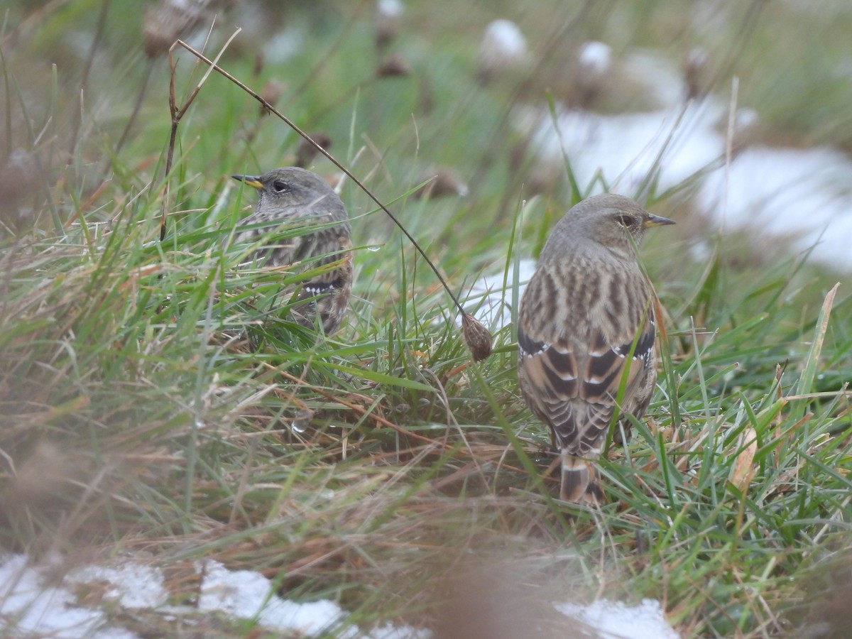 Alpine Accentor - ML645586380