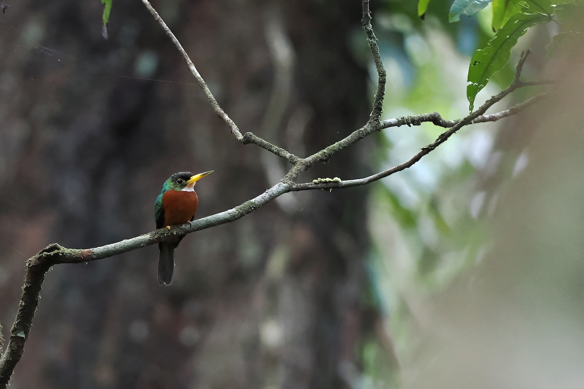 Jacamará Piquigualdo - ML645586382