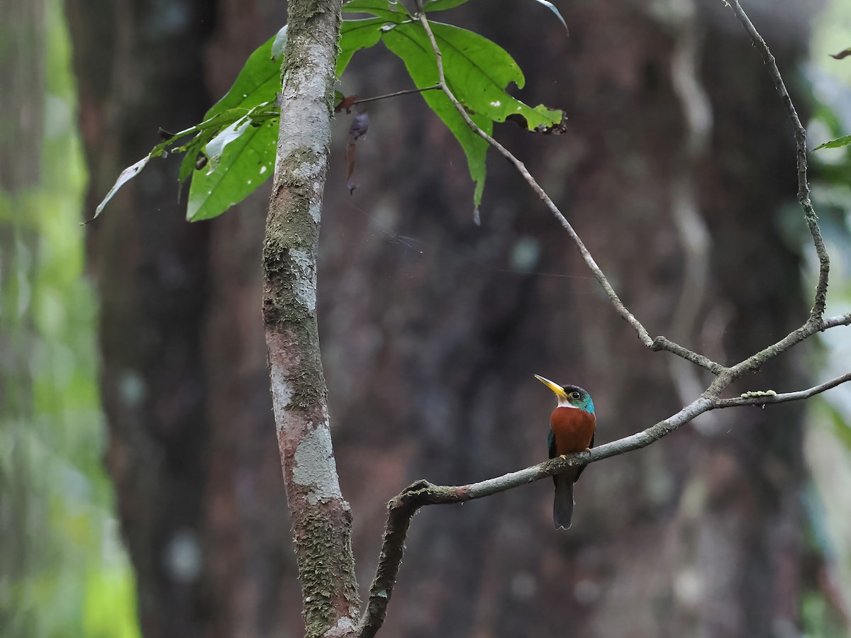 Jacamará Piquigualdo - ML645586383