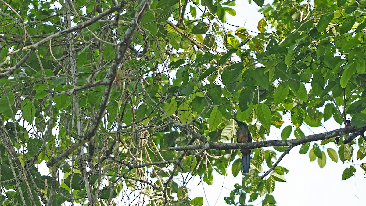 Jacamará Grande - ML645586384