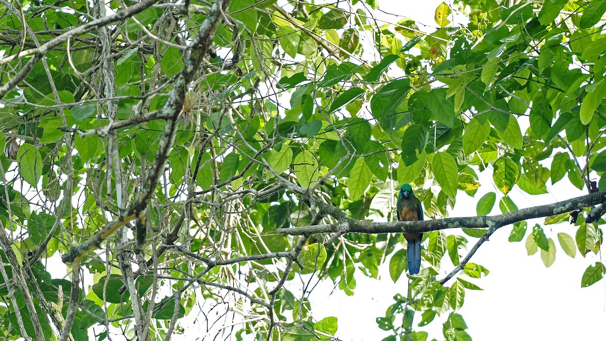 Jacamará Grande - ML645586385