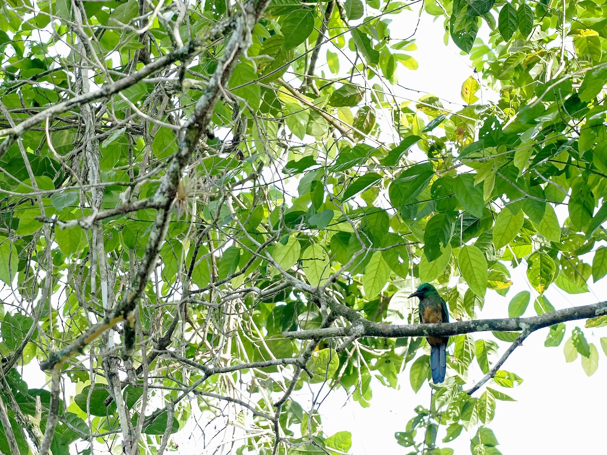 Jacamará Grande - ML645586386