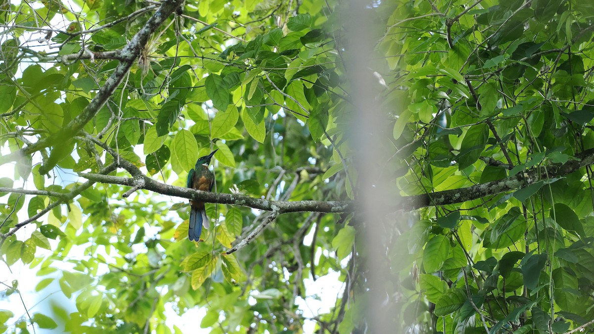 Jacamará Grande - ML645586387