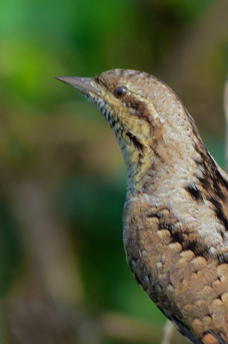 Eurasian Wryneck - ML645586388