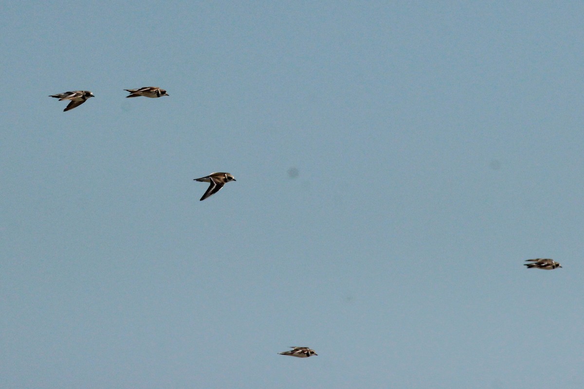 Chorlitejo Semipalmeado - ML645586389