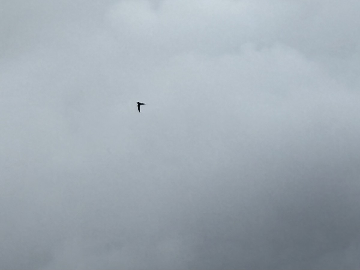 Vencejo Gorjiblanco - ML645586390