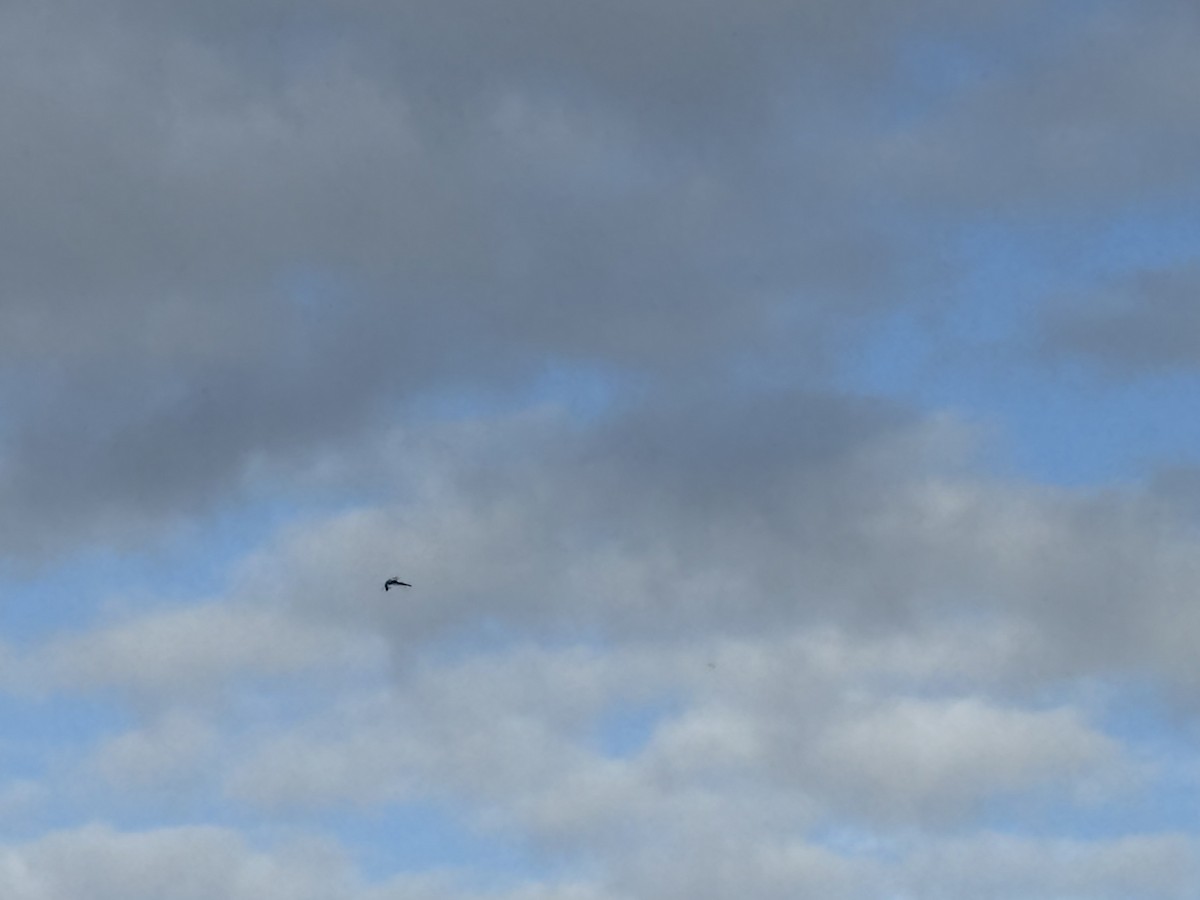 Vencejo Gorjiblanco - ML645586391