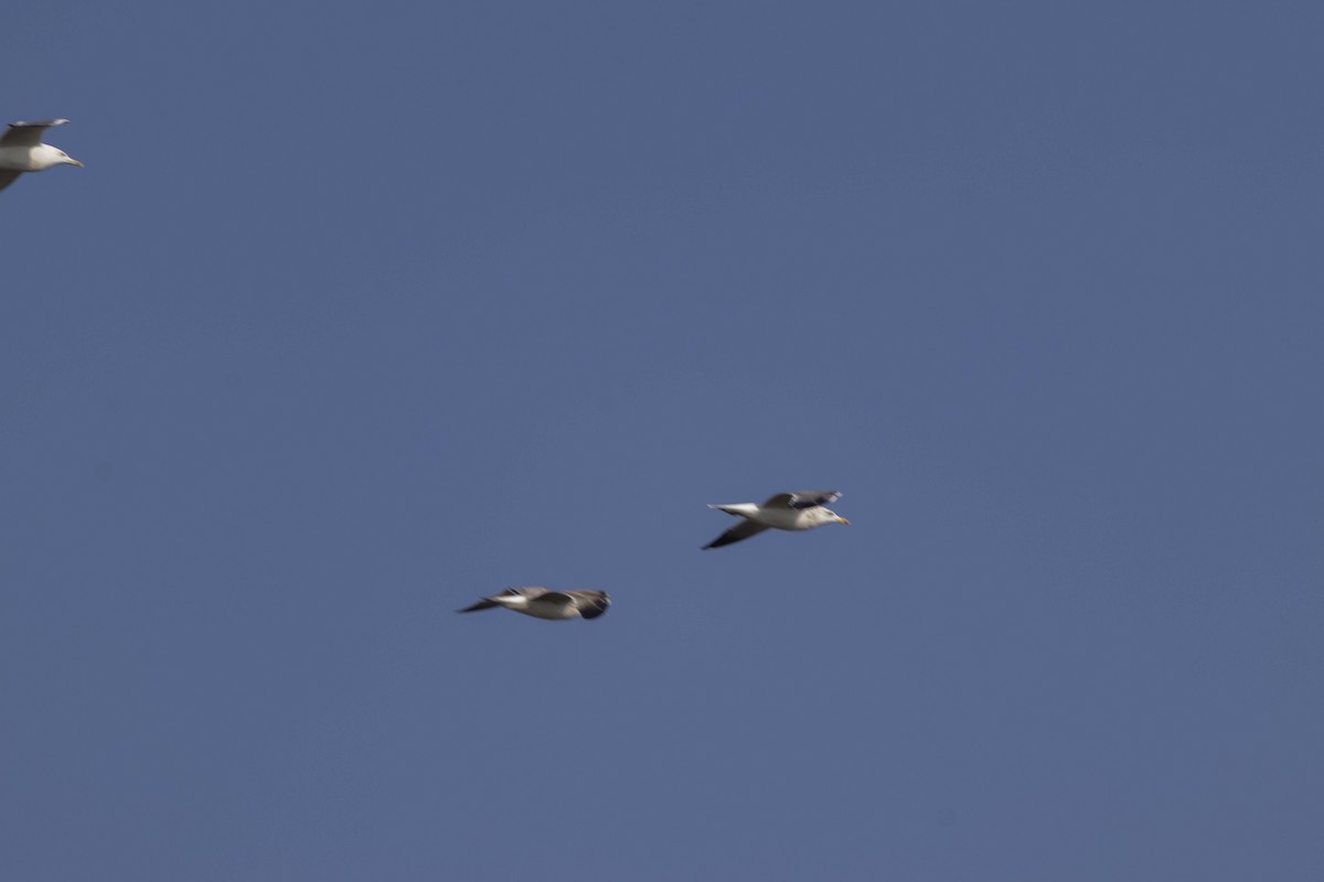 Gaviota Sombría - ML645586392