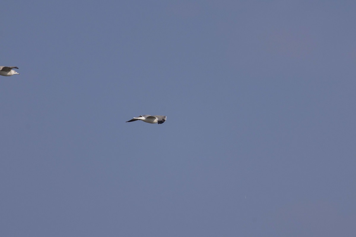 Gaviota Sombría (de Heuglin) - ML645586393