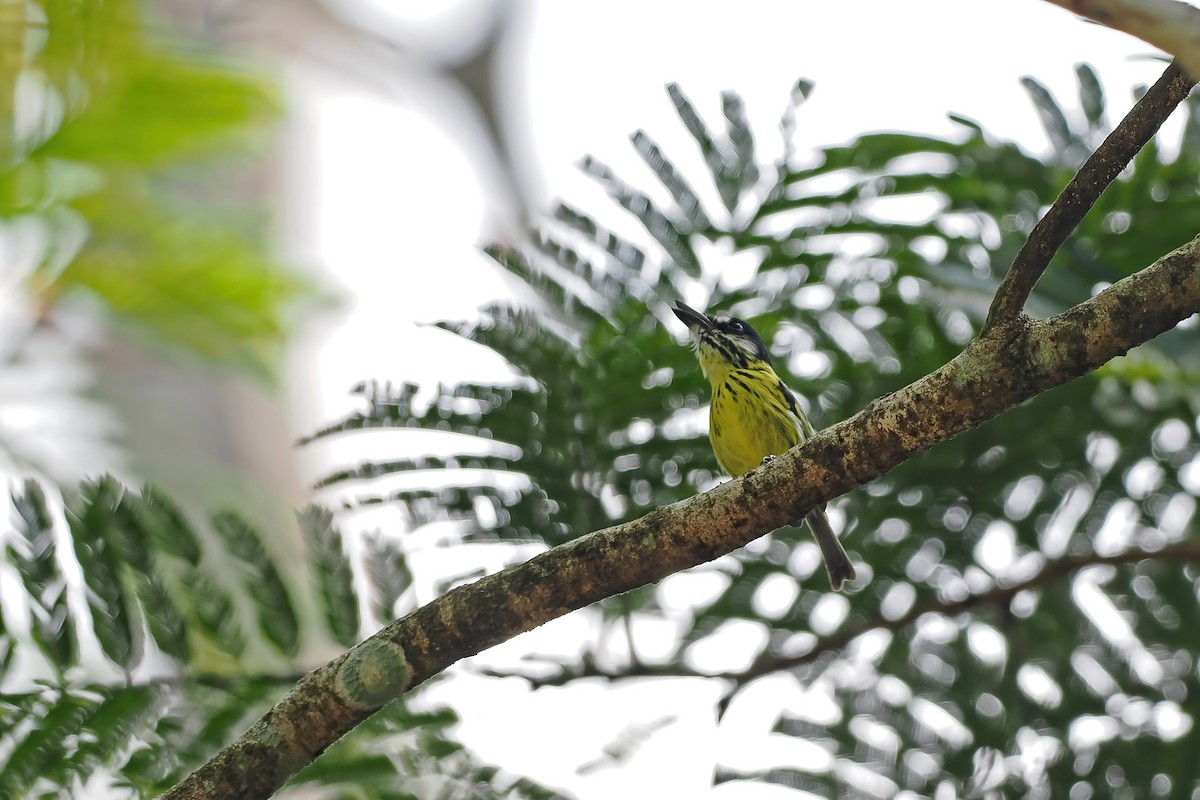 Titirijí Pintado - ML645586394