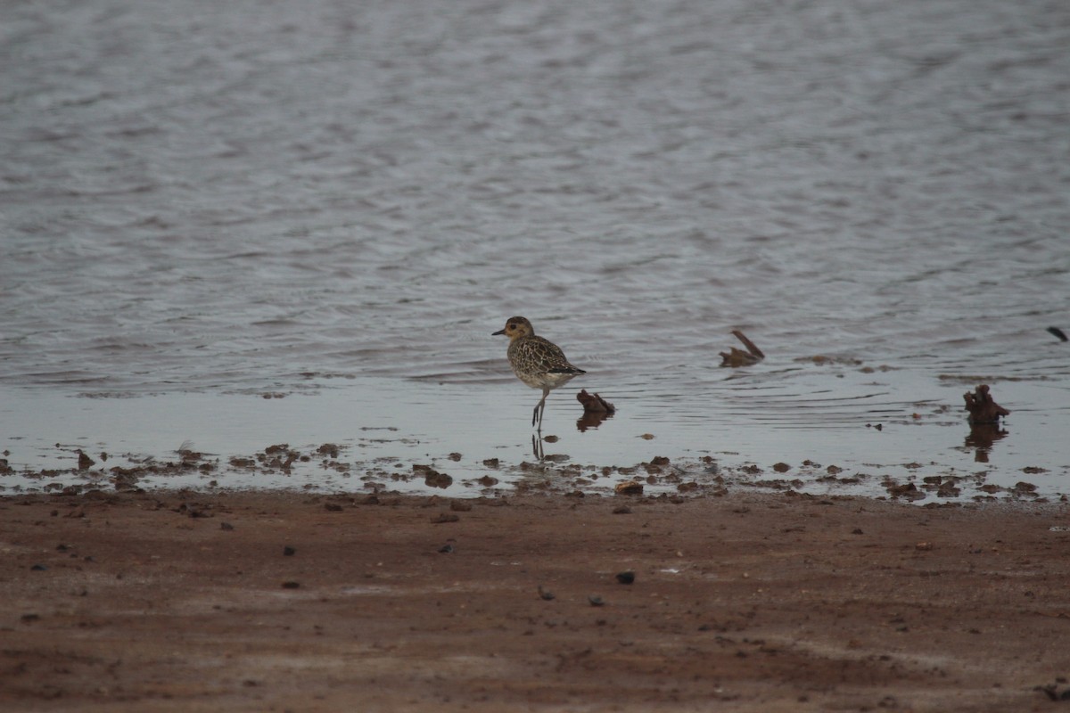 Chorlito Dorado Siberiano - ML645586398