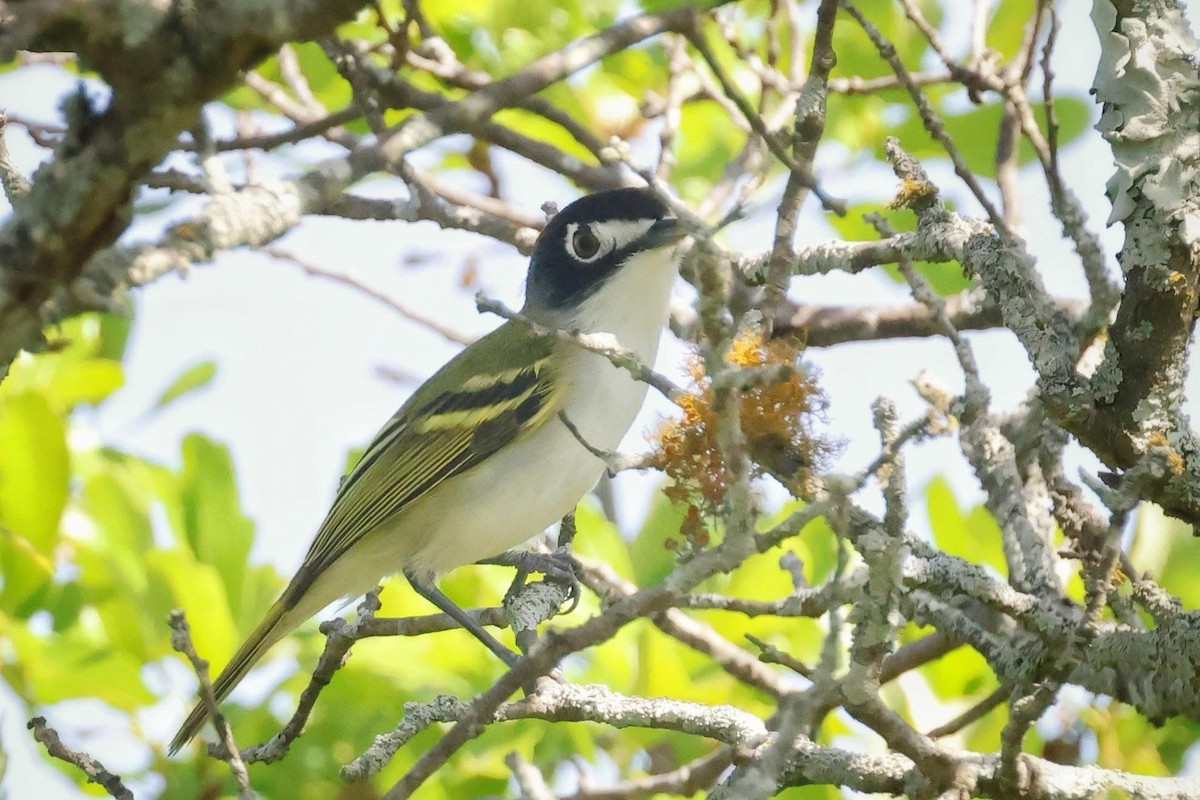 Vireo Cabecinegro - ML645586399