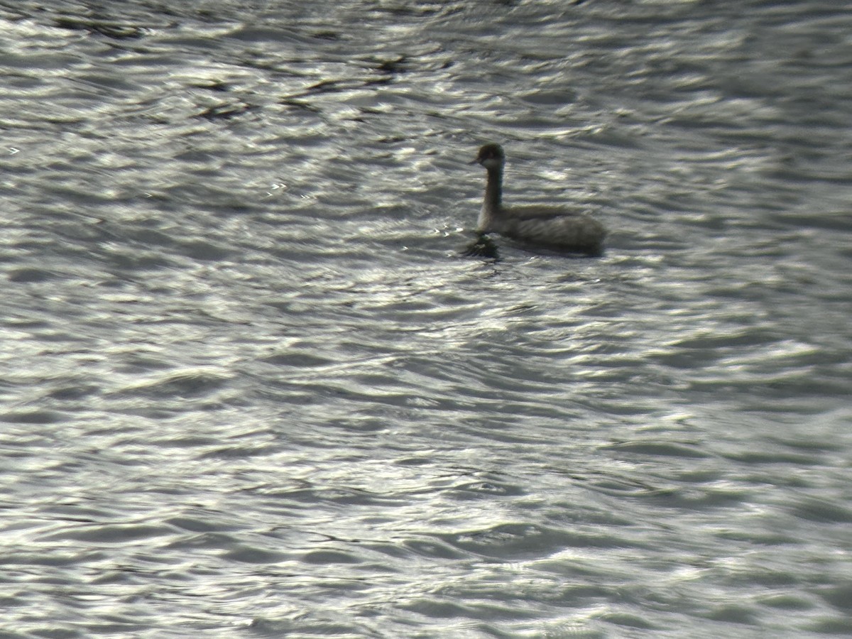 Zampullín Cuellinegro - ML645586400