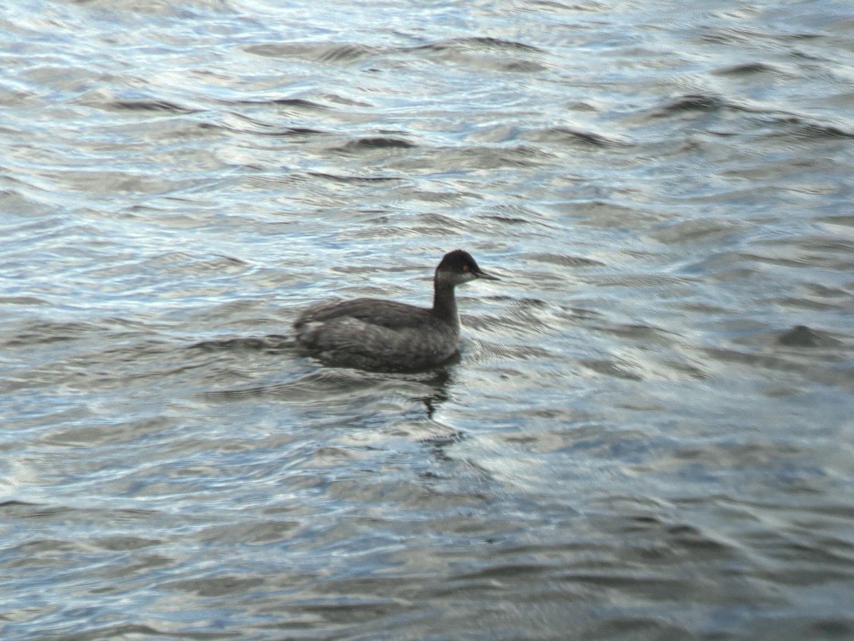 Zampullín Cuellinegro - ML645586401