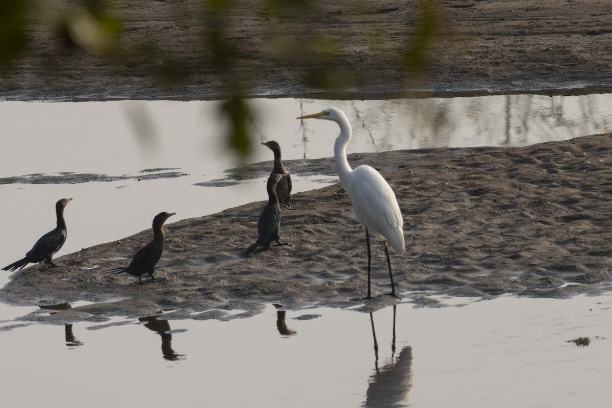Cormorán Pigmeo - ML645586402