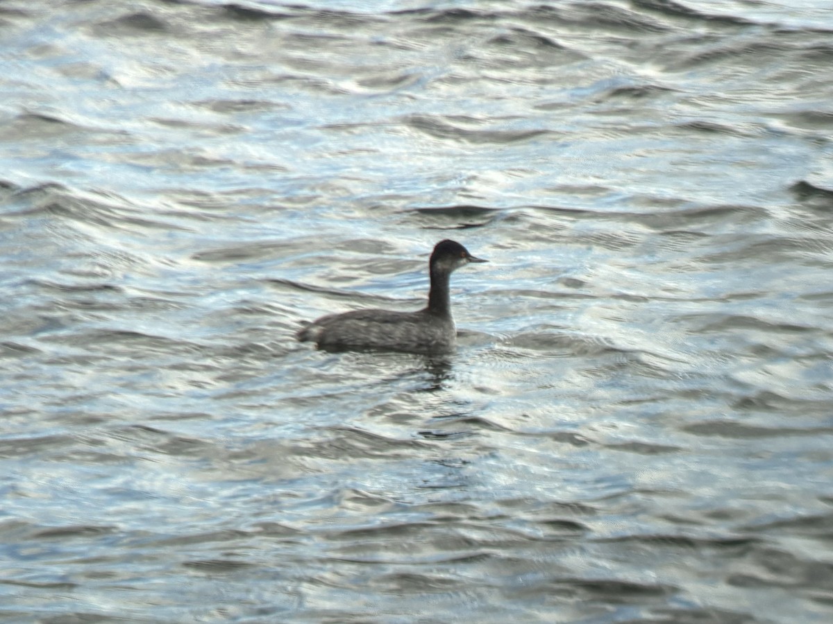 Zampullín Cuellinegro - ML645586403