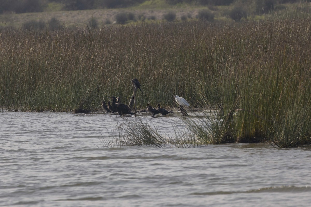 Cormorán Pigmeo - ML645586404