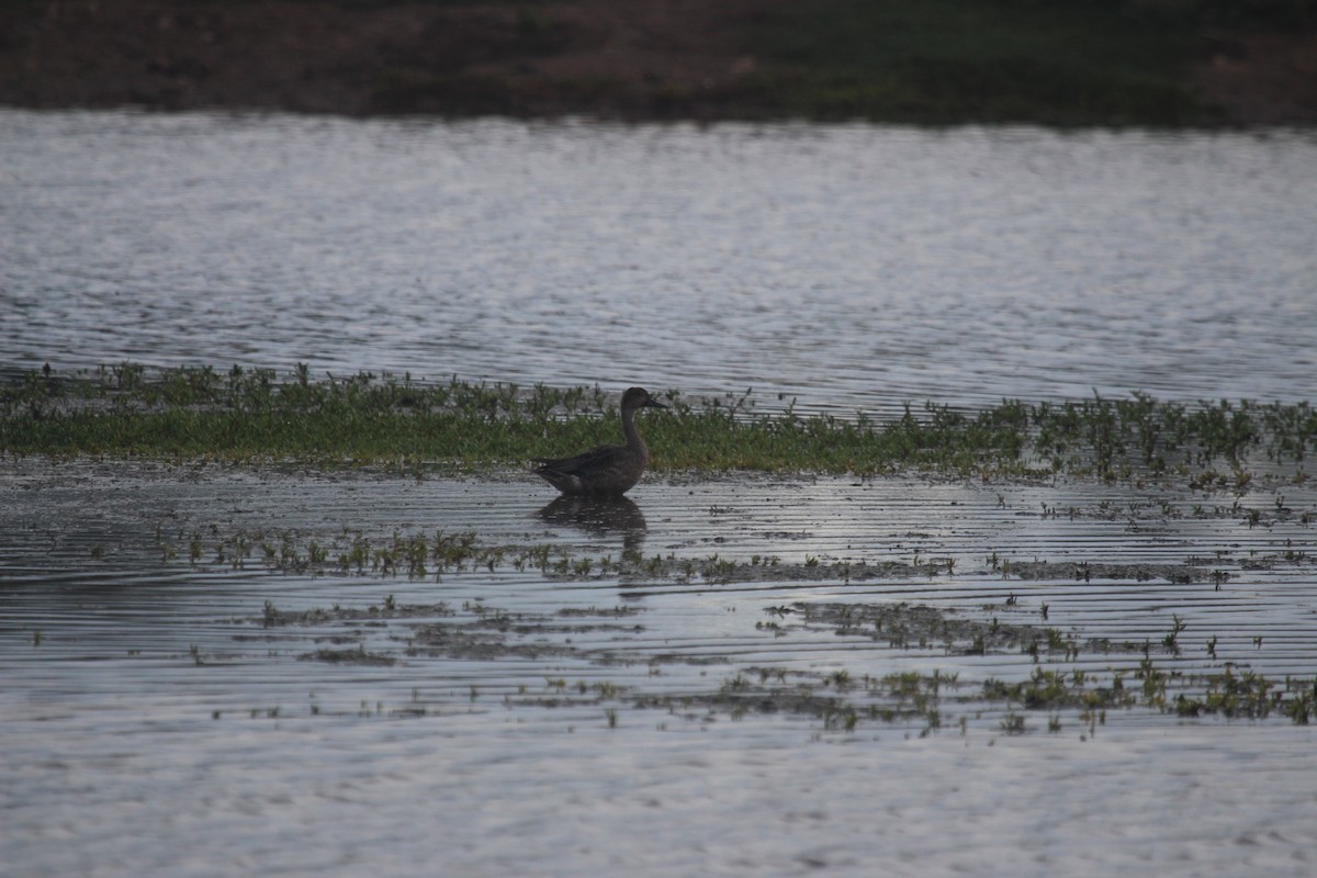 Ánade Rabudo - ML645586405