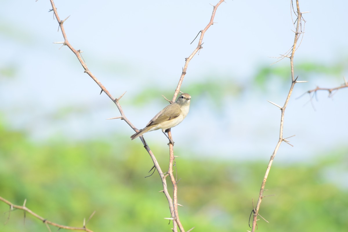 Mosquitero Común - ML645586406