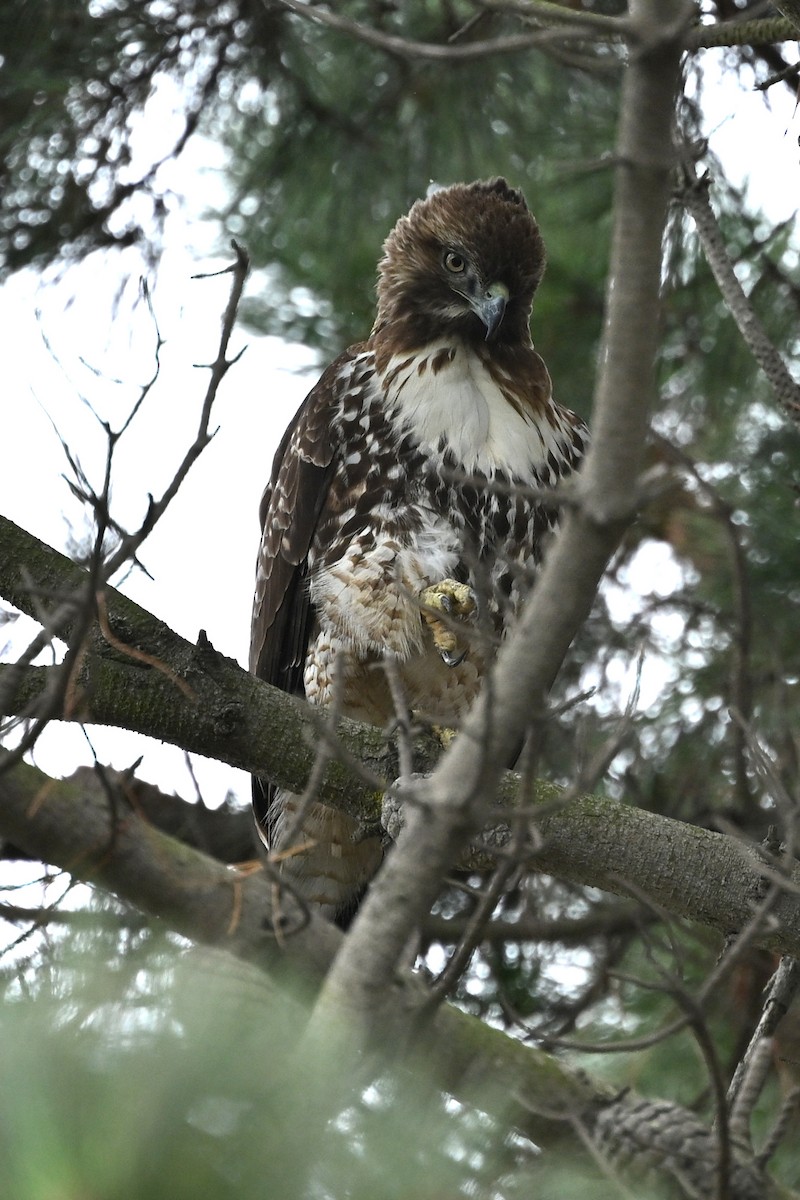 Busardo Colirrojo - ML645586407