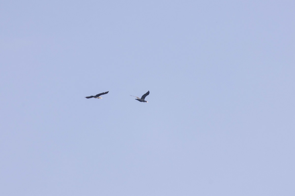 Cormorán Grande - ML645586409