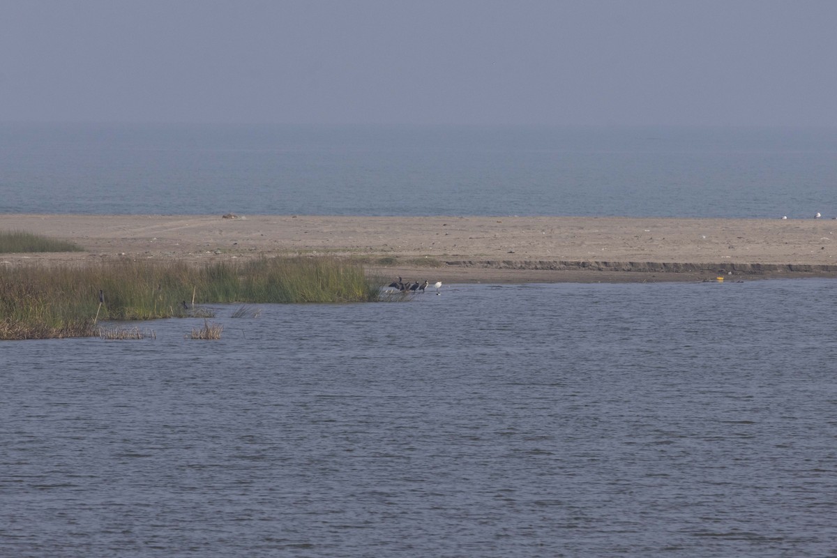 Cormorán Grande - ML645586410