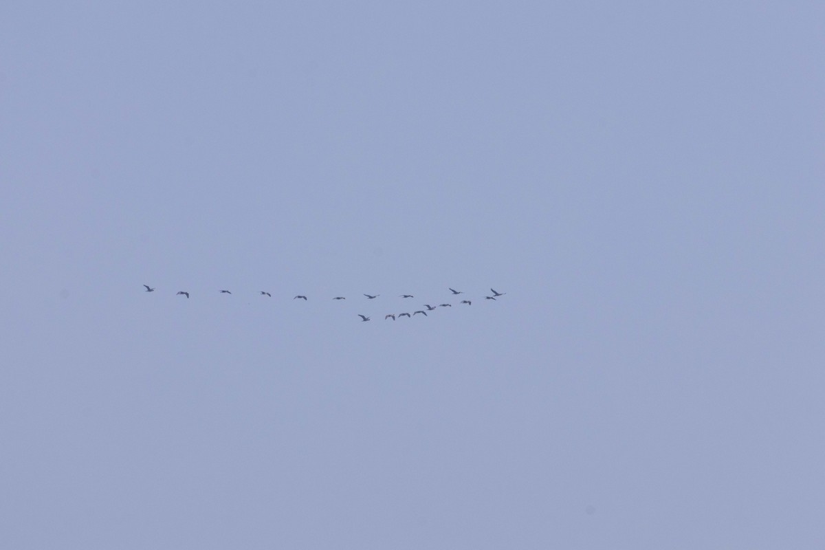 Cormorán Grande - ML645586411