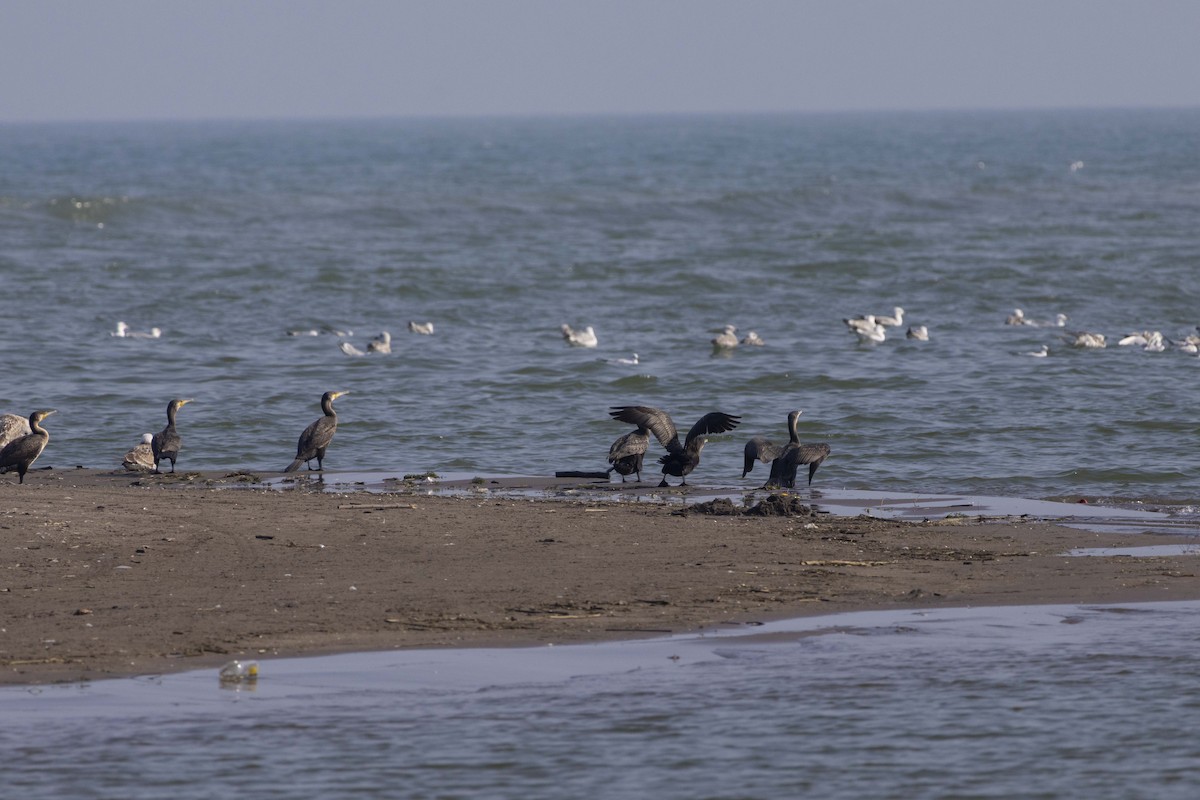 Cormorán Grande - ML645586412