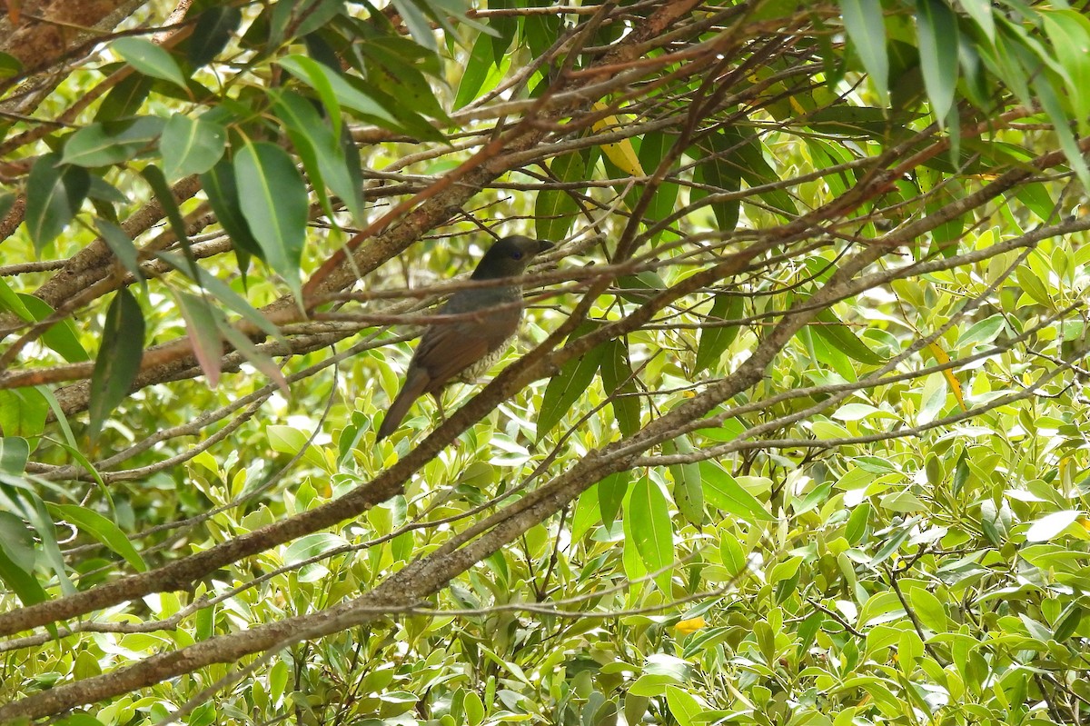 Pergolero Satinado - ML645586413