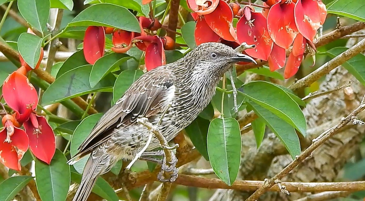 Mielero Alirrufo - ML645586414