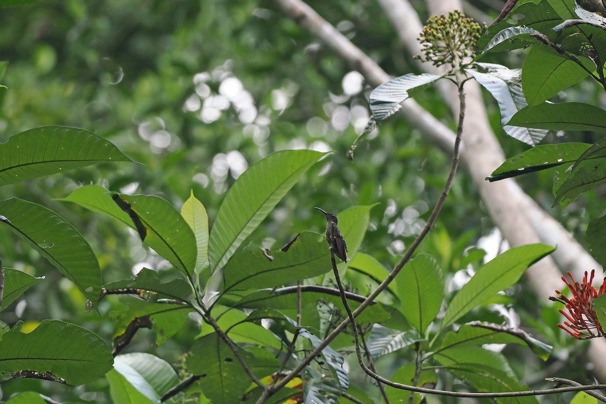 Colibrí Topacio - ML645586415